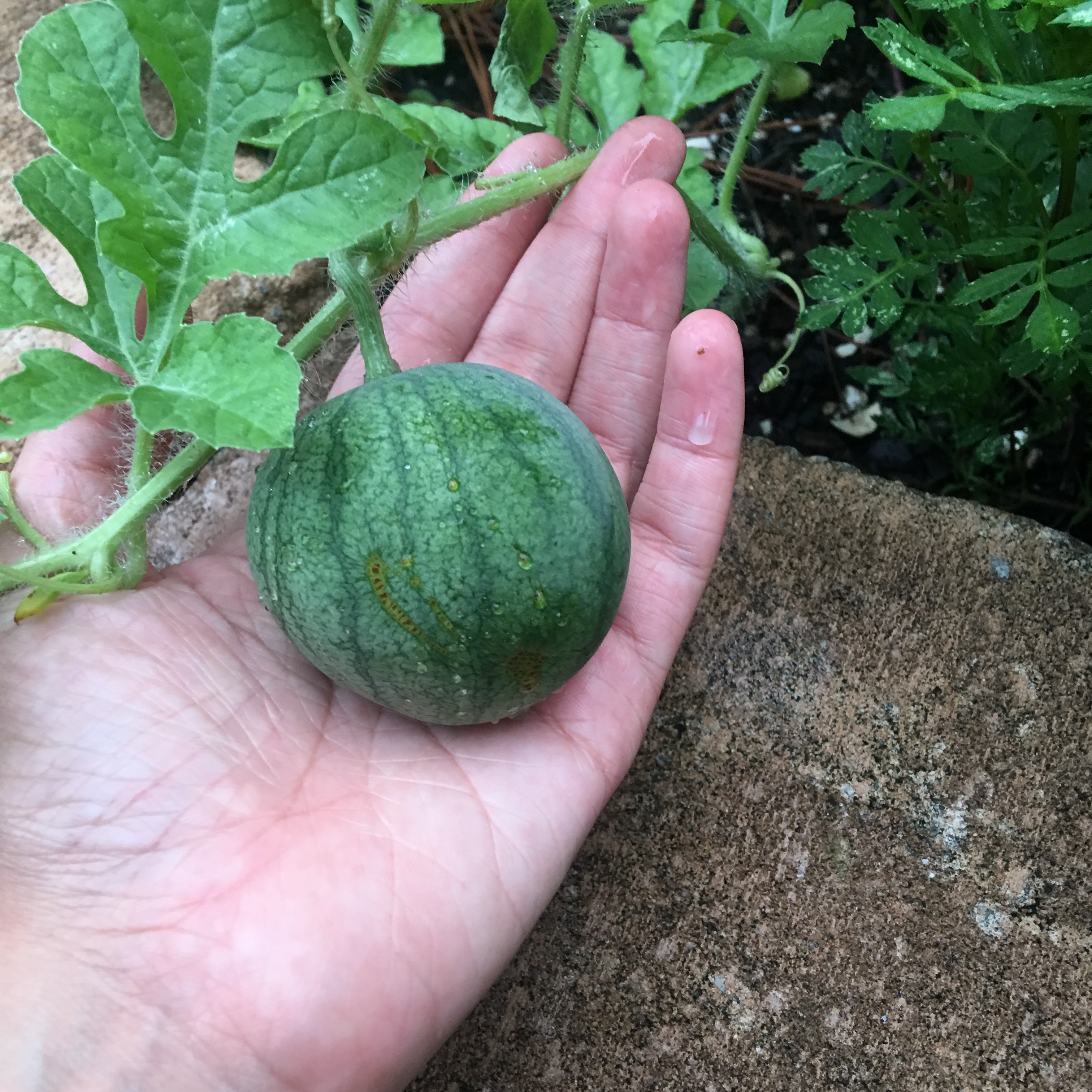 Watching the Watermelon Grow – June 2019